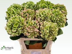 Hydrangea Verena Classic 80cm 19-21cm Hd