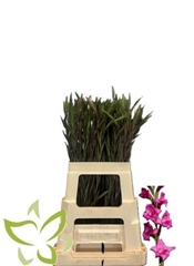 Gladiolus Summer Jewel 65cm 25gr.