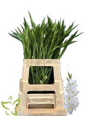 Gladiolus Nanus Summer Bride 65cm 35gr.