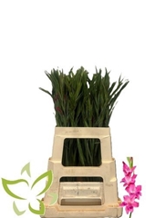 Gladiolus Ramosus Vulcano 65cm 20gr.