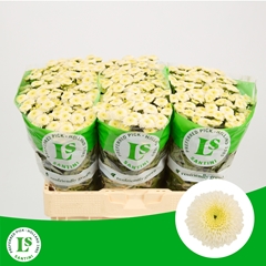 Chrysanth Santini Paletti 55cm 48gr.