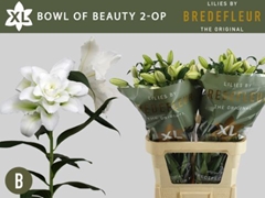 Lily Oriental Double Bowl Of Beauty 80cm 2+