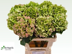 Hydrangea Verena Classic 60cm 17-19cm Hd