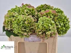 Hydrangea Verena Classic 50cm 15-17cm Hd