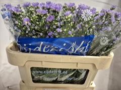 Aster Cassandra 75cm 35gr.