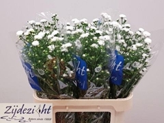 Aster Cassy 80cm 35gr.