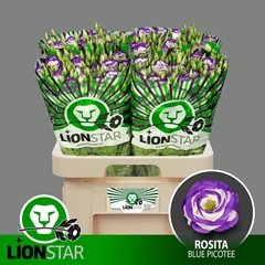 Eustoma Double Rosita Blue Picotee 70cm
