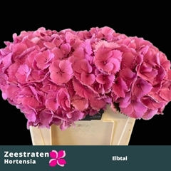 Hydrangea Elbtal Pink 50cm 14-16cm Hd