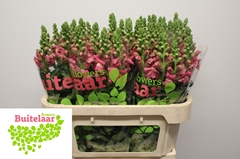 Antirrhinum Avignon Cherry Rose 75cm