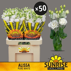 Eustoma Double Alissa Pure White 70cm