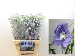 Delphinium Double Magic Fountains Lavender 70cm