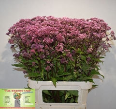 Eupatorium Maculatum Atropurpureum 90cm