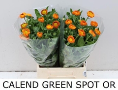Calendula Green Sport 50cm