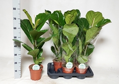 Ficus Lyrata 17Ø 80cm
