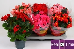 Begonia Double Mix 14Ø 35cm