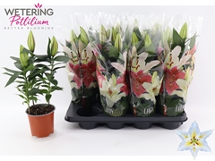 Lily Oriental Sunny Azores 13Ø 42cm