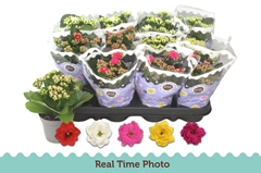 Kalanchoe Double Mix 9Ø 19cm