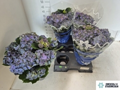 Hydrangea Gemini 14Ø 38cm 8bl