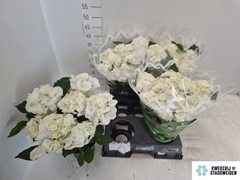 Hydrangea Schneeball 14Ø 38cm 8bl