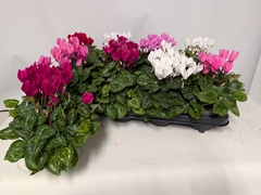 Cyclamen Persicum Macaron 10Ø 23cm