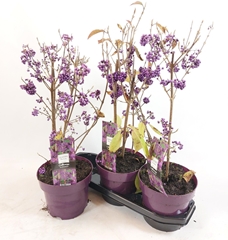 Callicarpa Bodinieri Profusion 19Ø 60cm