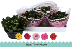 Kalanchoe Double Mix 23Ø 27cm