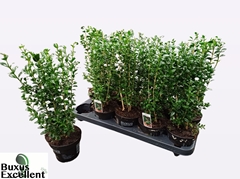 Buxus Sempervirens 12Ø 25cm