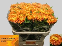 Chrysanth Single Astro 75cm 100gr.