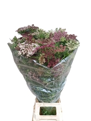 Daucus Carota Dara 100cm