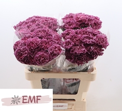 Dianthus Single Mustang 60cm
