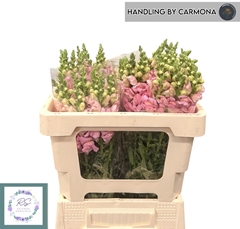 Antirrhinum Potomac Early Pink 50cm