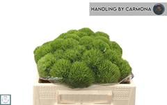 Dianthus Barb Kiwi Mellow 30cm