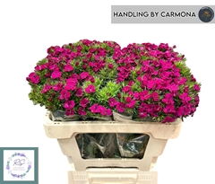 Dianthus Barb Neon Cher 50cm