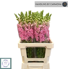Antirrhinum Potomac Early Pink 60cm