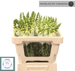Antirrhinum Potomac Early White 50cm