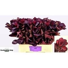 Cotinus Coggygria Royal Purple 60cm