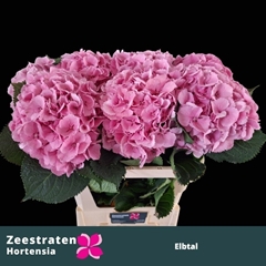 Hydrangea Elbtal Pink 65cm 16-18cm Hd