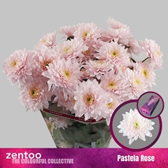Chrysanth Spray Pastela Rose 70cm 90gr.
