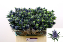 Eryngium Supernova Questar 60cm