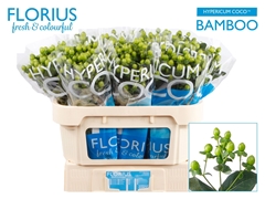 Hypericum Coco Bamboo 70cm