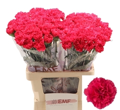 Dianthus Single Cervantes 65cm