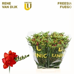 Freesia Double Fuego 50cm 15gr.
