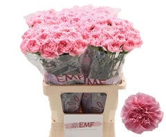 Dianthus Single Julia 65cm