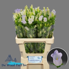 Campanula Champion Lavender 65cm