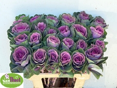 Brassica Red Crane 60cm