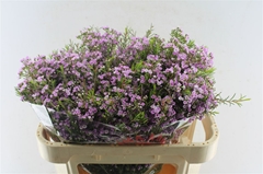 Chamelaucium Pirouette 70cm 70gr.