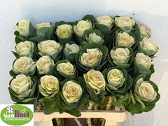Brassica White Crane 60cm