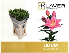 Lily Oriental Passionné 85cm 3+