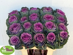 Brassica Red Crane 60cm