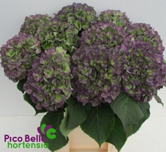 Hydrangea Verena Blue Classic 80cm 20-22cm Hd